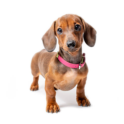 Puppy/Junior
